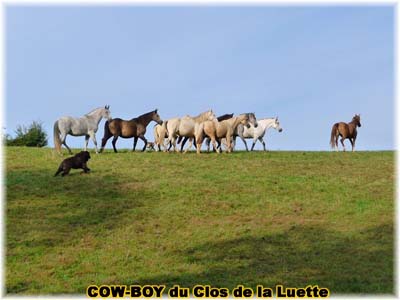 le bouvier des flandres et le cheval - Elevage du CLOS DE LA LUETTE - COPYRIGHT DEPOSE